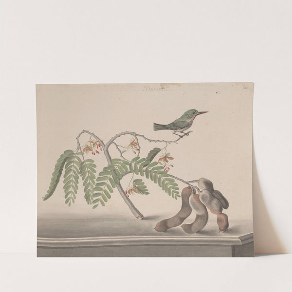 Natural history of Saint Domingue Pl.159 by René de Rabié