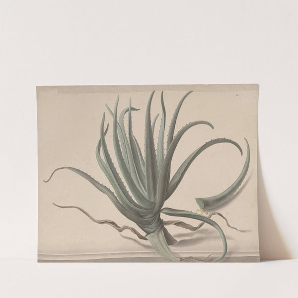 Natural history of Saint Domingue Pl.163 by René de Rabié