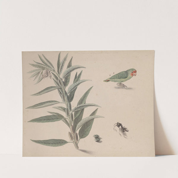 Natural history of Saint Domingue Pl.164 by René de Rabié