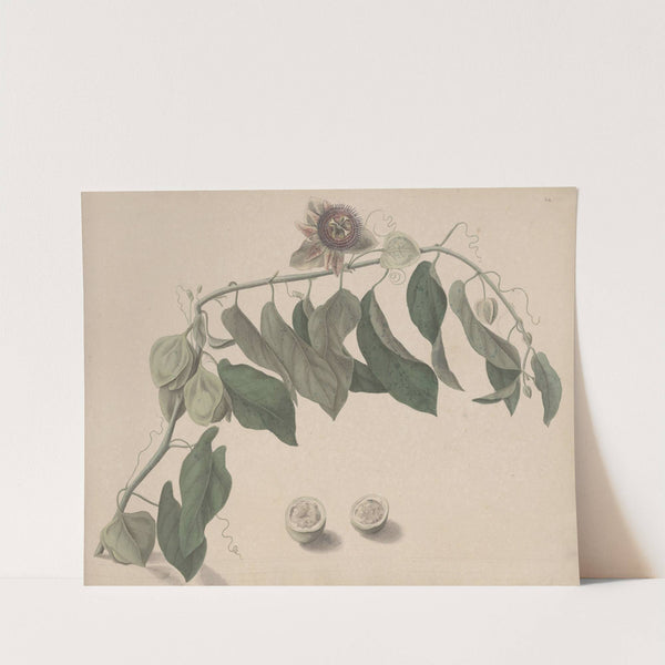 Natural history of Saint Domingue Pl.165 by René de Rabié