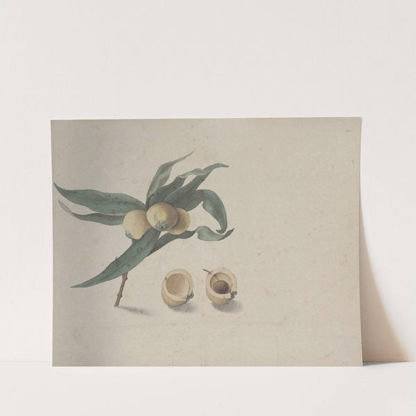 Natural history of Saint Domingue Pl.167 (1766) by René de Rabié