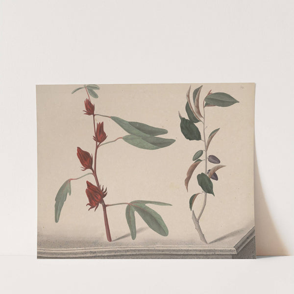 Natural history of Saint Domingue Pl.171 by René de Rabié