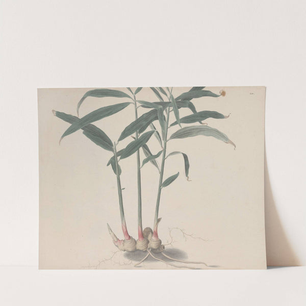 Natural history of Saint Domingue Pl.176 by René de Rabié