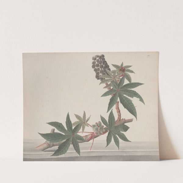 Natural history of Saint Domingue Pl.178 by René de Rabié