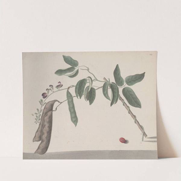 Natural history of Saint Domingue Pl.181 by René de Rabié