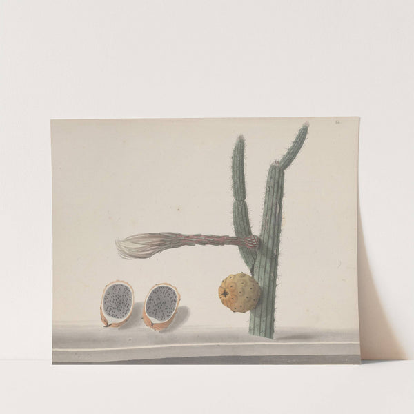 Natural history of Saint Domingue Pl.182 by René de Rabié