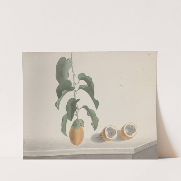 Natural history of Saint Domingue Pl.186 by René de Rabié