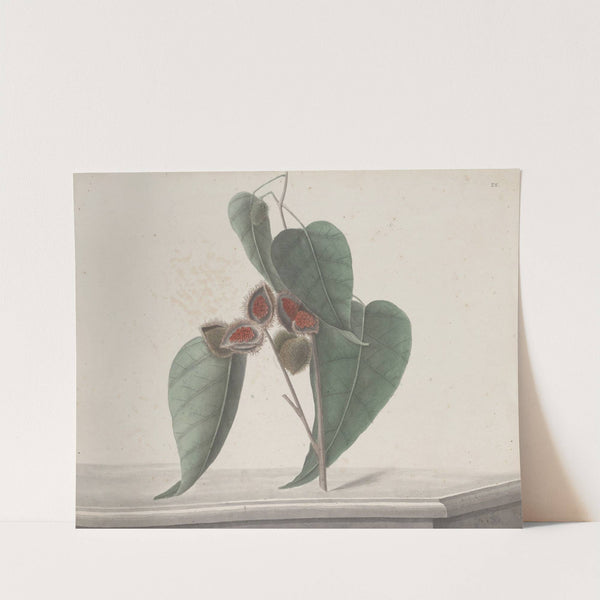 Natural history of Saint Domingue Pl.187 by René de Rabié