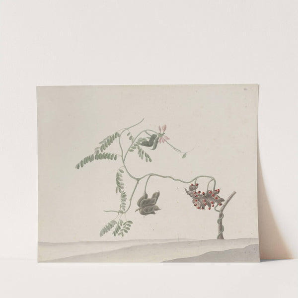 Natural history of Saint Domingue Pl.188 by René de Rabié