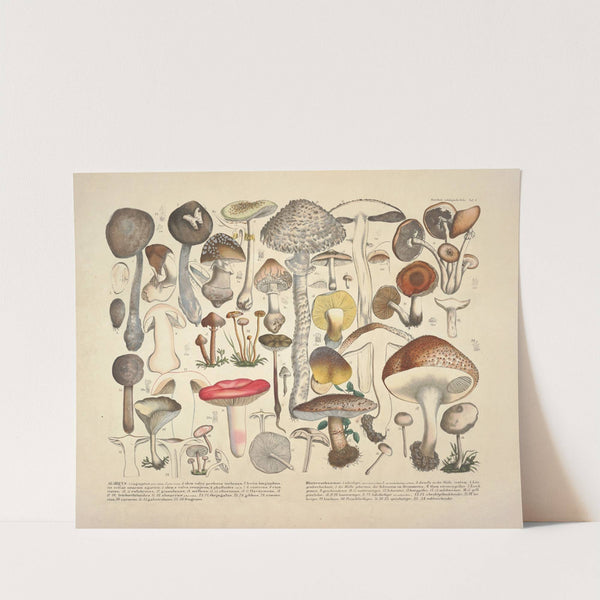 Naturgetreue Abblidungen und Beschreibungen der essbaren, schädlichen und verdächtigen Schwämme Pl.01 (1831-1846) by J. V. Krombholz