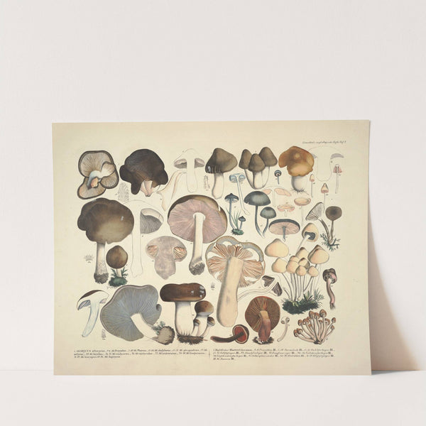 Naturgetreue Abblidungen und Beschreibungen der essbaren, schädlichen und verdächtigen Schwämme Pl.02 (1831-1846) by J. V. Krombholz