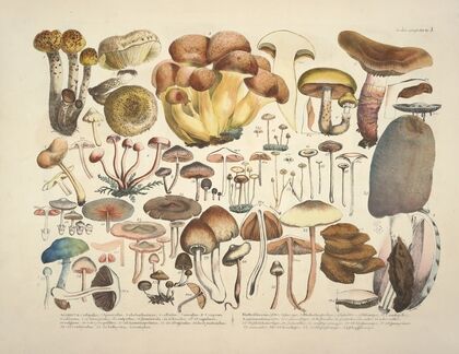 Naturgetreue Abblidungen und Beschreibungen der essbaren, schädlichen und verdächtigen Schwämme Pl.03