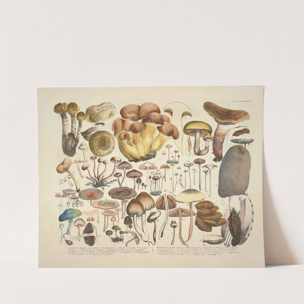 Naturgetreue Abblidungen und Beschreibungen der essbaren, schädlichen und verdächtigen Schwämme Pl.03 (1831-1846) by J. V. Krombholz