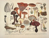 Naturgetreue Abblidungen und Beschreibungen der essbaren, schädlichen und verdächtigen Schwämme Pl.04
