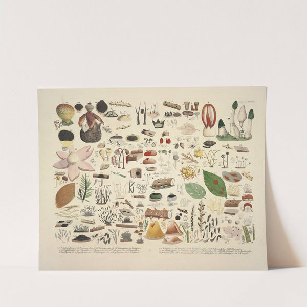 Naturgetreue Abblidungen und Beschreibungen der essbaren, schädlichen und verdächtigen Schwämme Pl.06 (1831-1846) by J. V. Krombholz