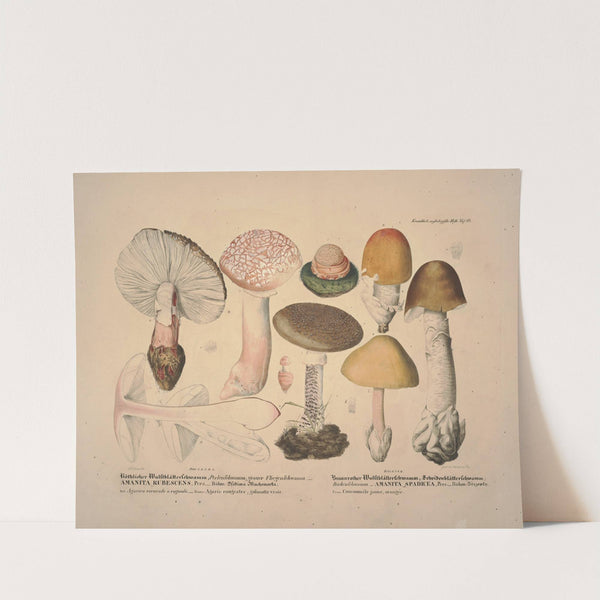 Naturgetreue Abblidungen und Beschreibungen der essbaren, schädlichen und verdächtigen Schwämme Pl.10 (1831-1846) by J. V. Krombholz