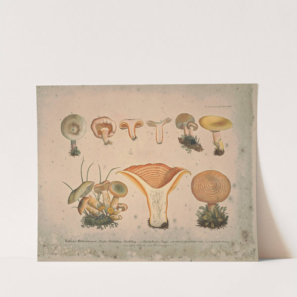 Naturgetreue Abblidungen und Beschreibungen der essbaren, schädlichen und verdächtigen Schwämme Pl.11 (1831-1846) by J. V. Krombholz