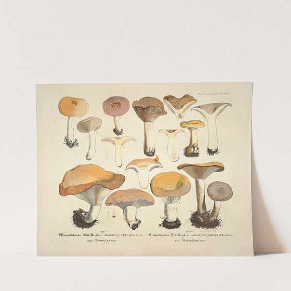 Naturgetreue Abblidungen und Beschreibungen der essbaren, schädlichen und verdächtigen Schwämme Pl.12 (1831-1846) by J. V. Krombholz