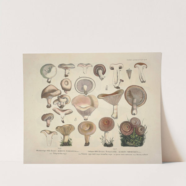 Naturgetreue Abblidungen und Beschreibungen der essbaren, schädlichen und verdächtigen Schwämme Pl.13 (1831-1846) by J. V. Krombholz