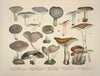 Naturgetreue Abblidungen und Beschreibungen der essbaren, schädlichen und verdächtigen Schwämme Pl.14
