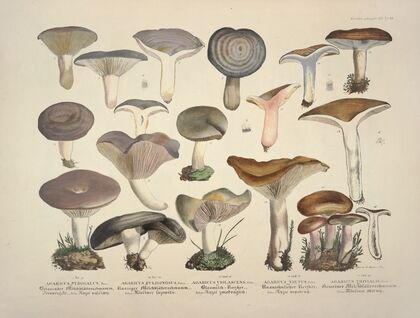 Naturgetreue Abblidungen und Beschreibungen der essbaren, schädlichen und verdächtigen Schwämme Pl.14
