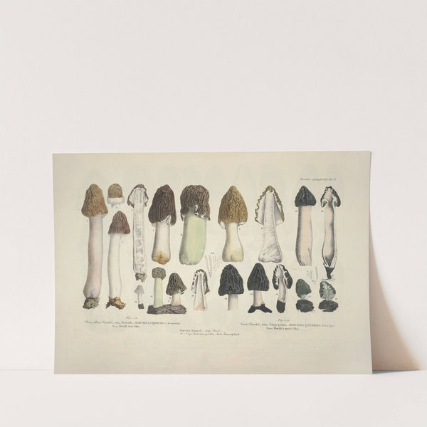 Naturgetreue Abblidungen und Beschreibungen der essbaren, schädlichen und verdächtigen Schwämme Pl.15 (1831-1846) by J. V. Krombholz