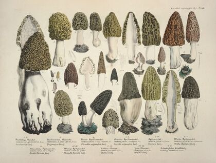 Naturgetreue Abblidungen und Beschreibungen der essbaren, schädlichen und verdächtigen Schwämme Pl.16