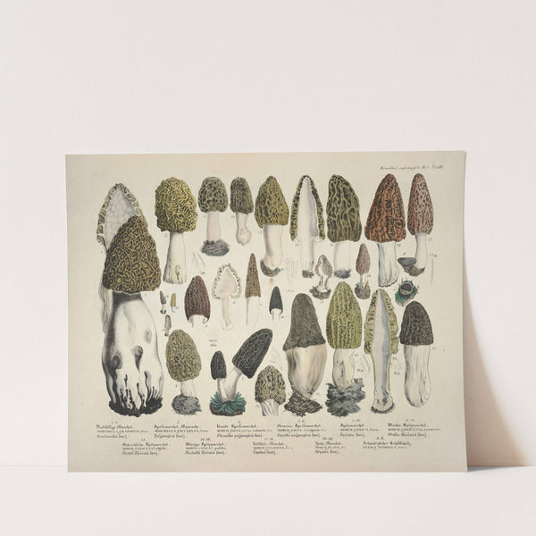 Naturgetreue Abblidungen und Beschreibungen der essbaren, schädlichen und verdächtigen Schwämme Pl.16 (1831-1846) by J. V. Krombholz