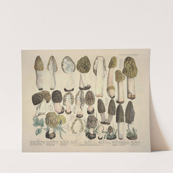 Naturgetreue Abblidungen und Beschreibungen der essbaren, schädlichen und verdächtigen Schwämme Pl.17 (1831-1846) by J. V. Krombholz