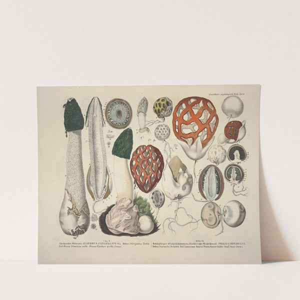 Naturgetreue Abblidungen und Beschreibungen der essbaren, schädlichen und verdächtigen Schwämme Pl.18 (1831-1846) by J. V. Krombholz