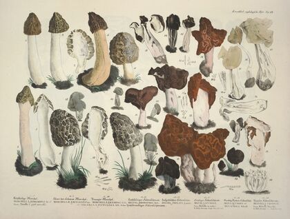 Naturgetreue Abblidungen und Beschreibungen der essbaren, schädlichen und verdächtigen Schwämme Pl.19