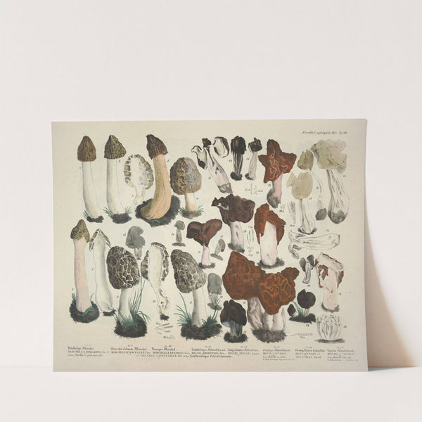 Naturgetreue Abblidungen und Beschreibungen der essbaren, schädlichen und verdächtigen Schwämme Pl.19 (1831-1846) by J. V. Krombholz