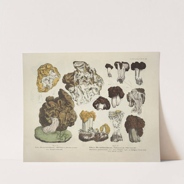 Naturgetreue Abblidungen und Beschreibungen der essbaren, schädlichen und verdächtigen Schwämme Pl.20 (1831-1846) by J. V. Krombholz