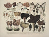 Naturgetreue Abblidungen und Beschreibungen der essbaren, schädlichen und verdächtigen Schwämme Pl.21