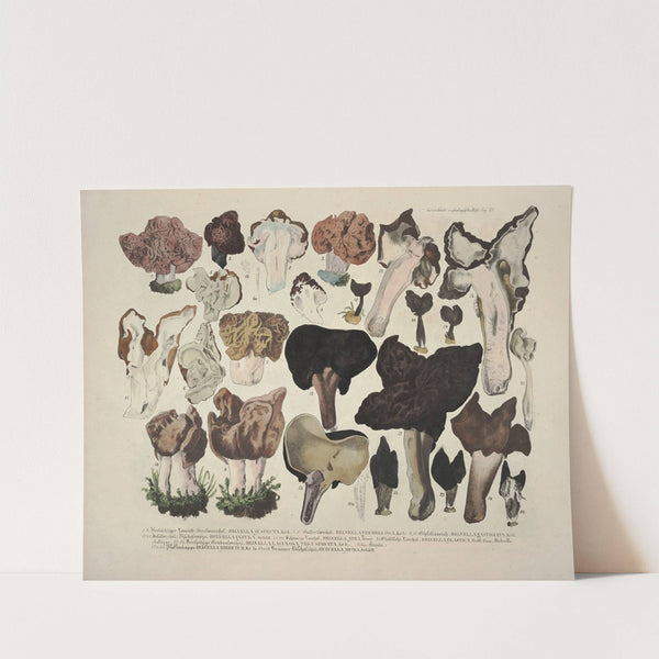 Naturgetreue Abblidungen und Beschreibungen der essbaren, schädlichen und verdächtigen Schwämme Pl.21 (1831-1846) by J. V. Krombholz