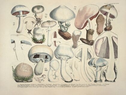 Naturgetreue Abblidungen und Beschreibungen der essbaren, schädlichen und verdächtigen Schwämme Pl.23