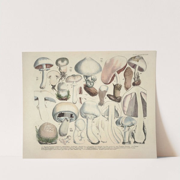 Naturgetreue Abblidungen und Beschreibungen der essbaren, schädlichen und verdächtigen Schwämme Pl.23 by J. V. Krombholz