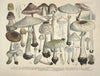 Naturgetreue Abblidungen und Beschreibungen der essbaren, schädlichen und verdächtigen Schwämme Pl.24
