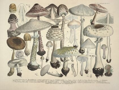 Naturgetreue Abblidungen und Beschreibungen der essbaren, schädlichen und verdächtigen Schwämme Pl.24