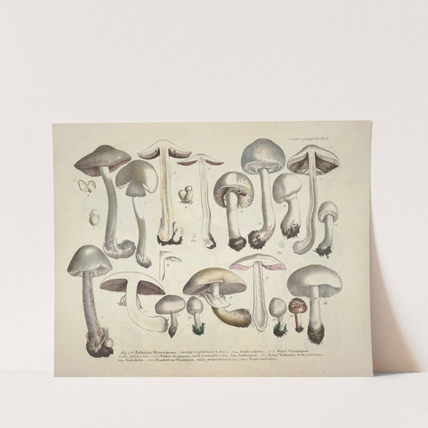 Naturgetreue Abblidungen und Beschreibungen der essbaren, schädlichen und verdächtigen Schwämme Pl.26 by J. V. Krombholz