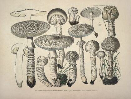 Naturgetreue Abblidungen und Beschreibungen der essbaren, schädlichen und verdächtigen Schwämme Pl.27
