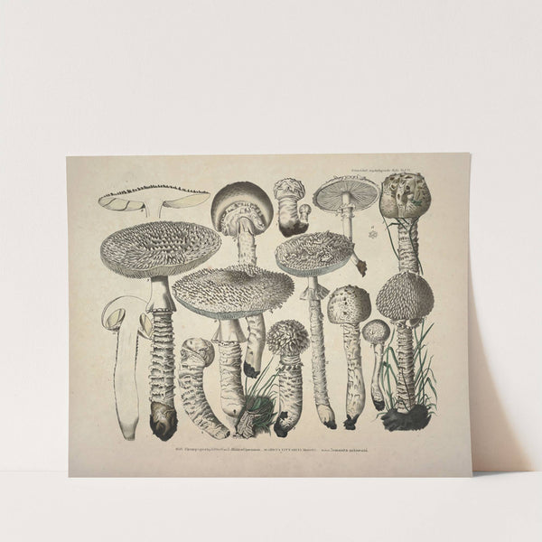 Naturgetreue Abblidungen und Beschreibungen der essbaren, schädlichen und verdächtigen Schwämme Pl.27 by J. V. Krombholz