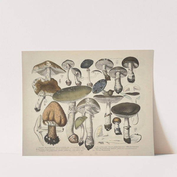 Naturgetreue Abblidungen und Beschreibungen der essbaren, schädlichen und verdächtigen Schwämme Pl.29 by J. V. Krombholz