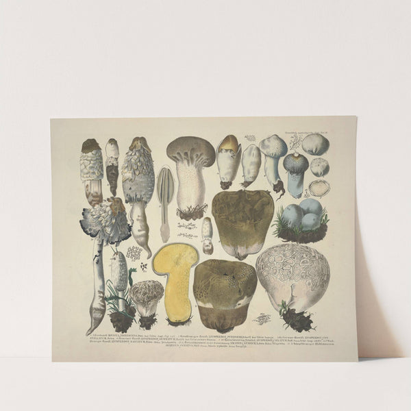 Naturgetreue Abblidungen und Beschreibungen der essbaren, schädlichen und verdächtigen Schwämme Pl.30 by J. V. Krombholz