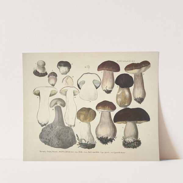 Naturgetreue Abblidungen und Beschreibungen der essbaren, schädlichen und verdächtigen Schwämme Pl.31 by J. V. Krombholz