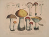 Naturgetreue Abblidungen und Beschreibungen der essbaren, schädlichen und verdächtigen Schwämme Pl.32