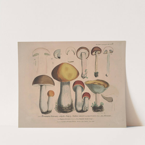 Naturgetreue Abblidungen und Beschreibungen der essbaren, schädlichen und verdächtigen Schwämme Pl.32 (1831-1846) by J. V. Krombholz