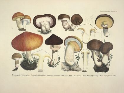 Naturgetreue Abblidungen und Beschreibungen der essbaren, schädlichen und verdächtigen Schwämme Pl.33