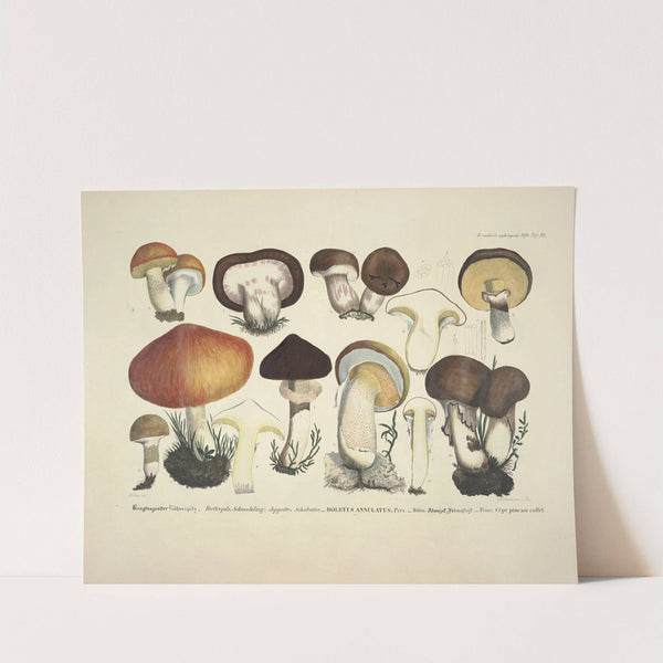 Naturgetreue Abblidungen und Beschreibungen der essbaren, schädlichen und verdächtigen Schwämme Pl.33 (1831-1846) by J. V. Krombholz