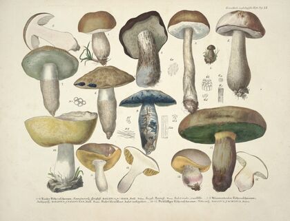 Naturgetreue Abblidungen und Beschreibungen der essbaren, schädlichen und verdächtigen Schwämme Pl.35